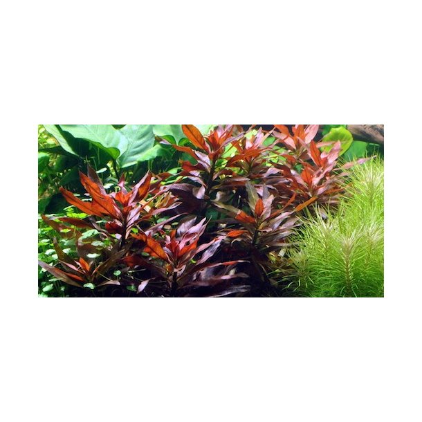 Tropica Ludwigia glandulosa