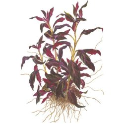 Tropica Ludwigia glandulosa