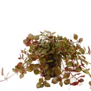 Tropica Ludwigia palustris Super red