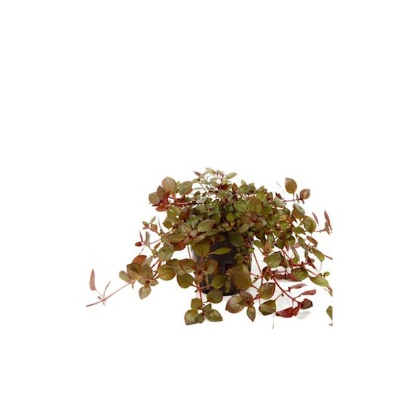 Tropica Ludwigia palustris Super red