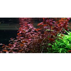 Tropica Ludwigia palustris Super red