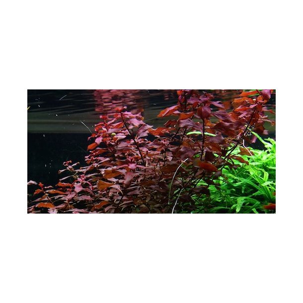 Tropica Ludwigia palustris Super red