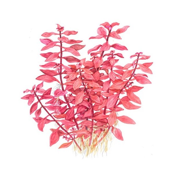 Tropica Ludwigia palustris Super red