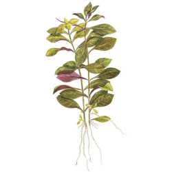 Tropica Ludwigia repens 'Rubin'