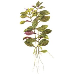 Tropica Ludwigia repens 'Rubin'