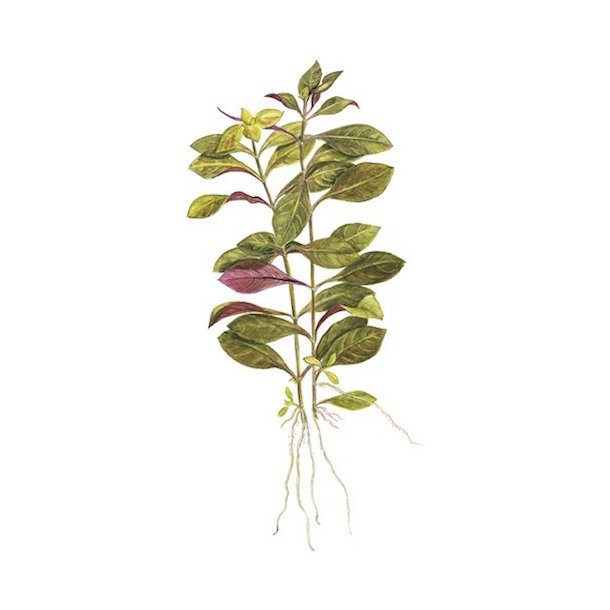 Tropica Ludwigia repens 'Rubin'