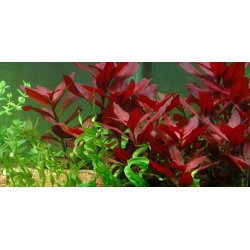 Tropica Ludwigia repens 'Rubin'