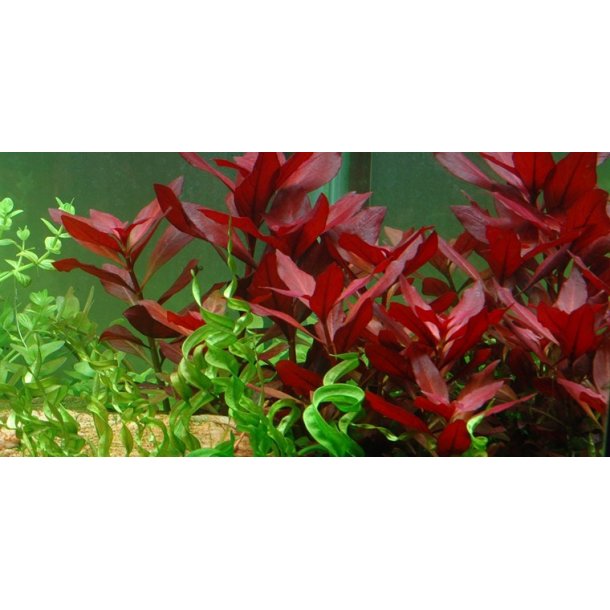 Tropica Ludwigia repens 'Rubin'