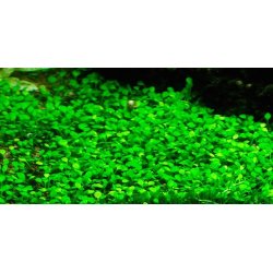 1-2-Grow Tropica Marsilea minuta