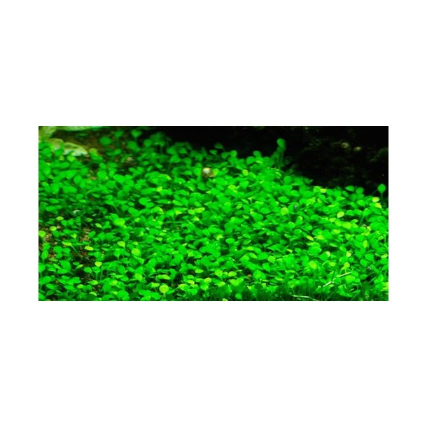 1-2-Grow Tropica Marsilea minuta