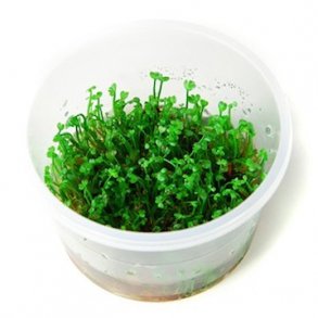 1-2-Grow Tropica Marsilea minuta