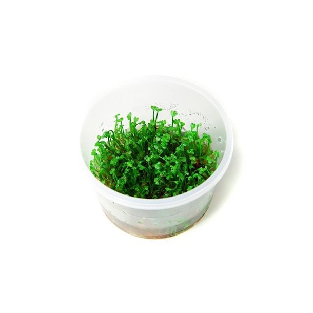 1-2-Grow Tropica Marsilea minuta