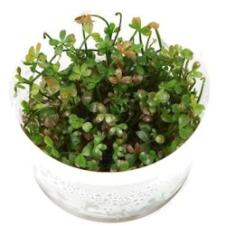1-2-Grow Tropica Marsilea hirsuta