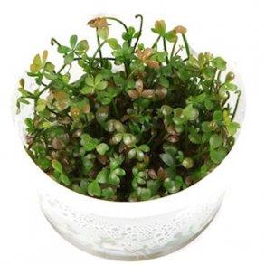 1-2-Grow Tropica Marsilea hirsuta