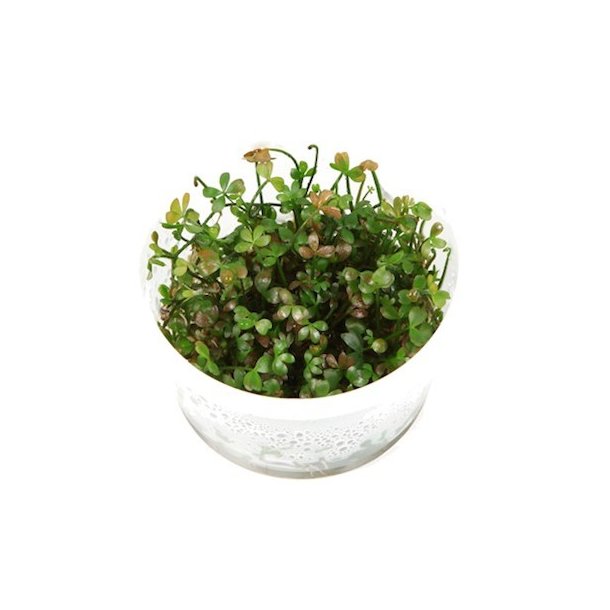1-2-Grow Tropica Marsilea hirsuta