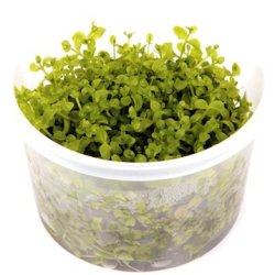 1-2-Grow Tropica Micranthemum Tweediei  'Monte Carlo'
