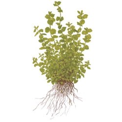 Tropica Micranthemum umbrosum