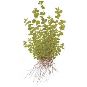 Tropica Micranthemum umbrosum