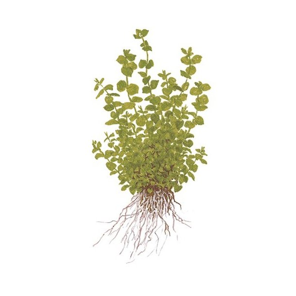 Tropica Micranthemum umbrosum