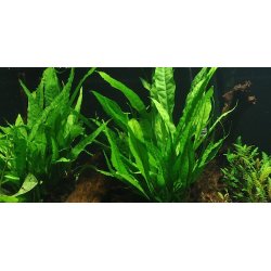 Tropica Microsorum pteropus