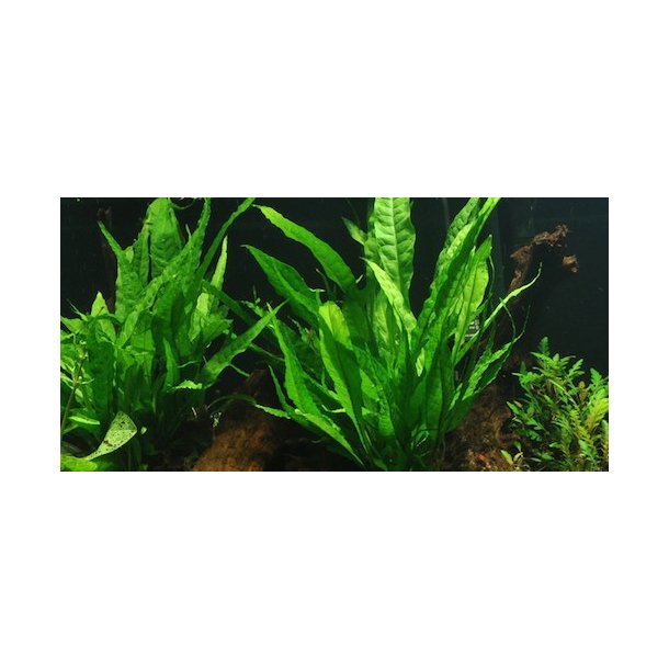 Tropica Microsorum pteropus