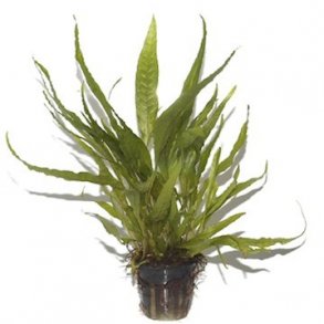 Tropica Microsorum pteropus