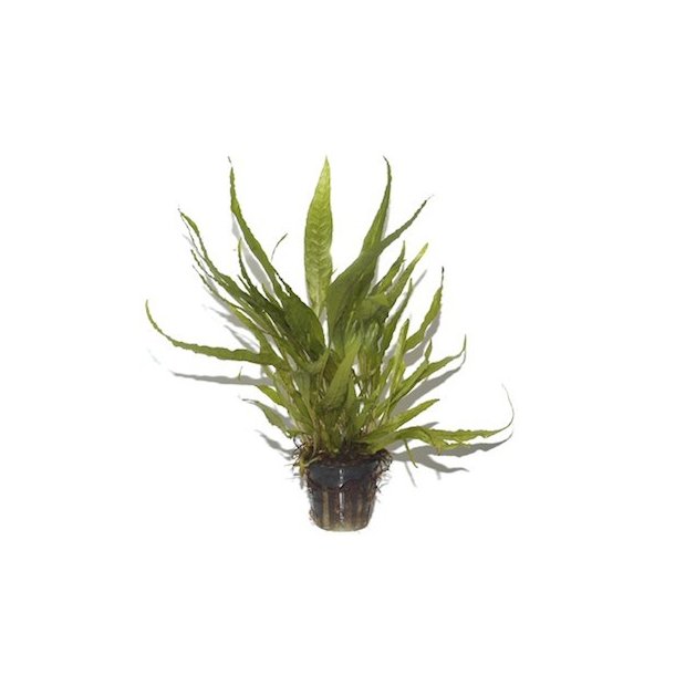 Tropica Microsorum pteropus