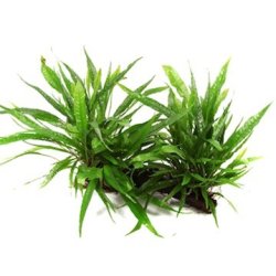 Tropica Microsorum pteropus p rod XL