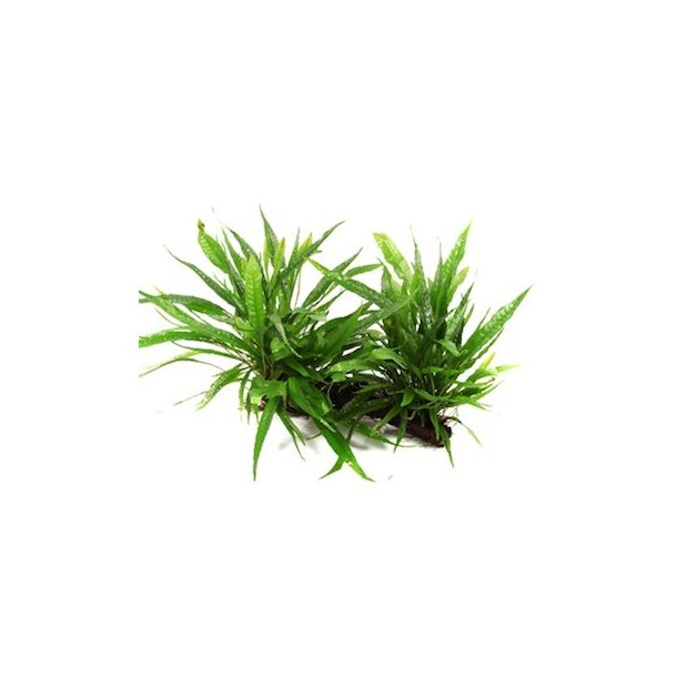 Tropica Microsorum pteropus p rod XL