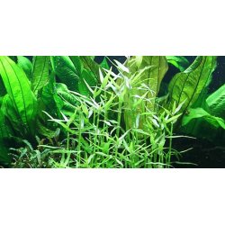 Tropica Murdannia keisak