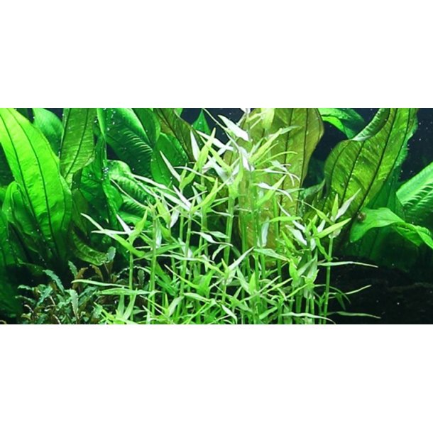 Tropica Murdannia keisak