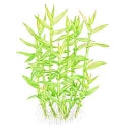 Tropica Murdannia keisak