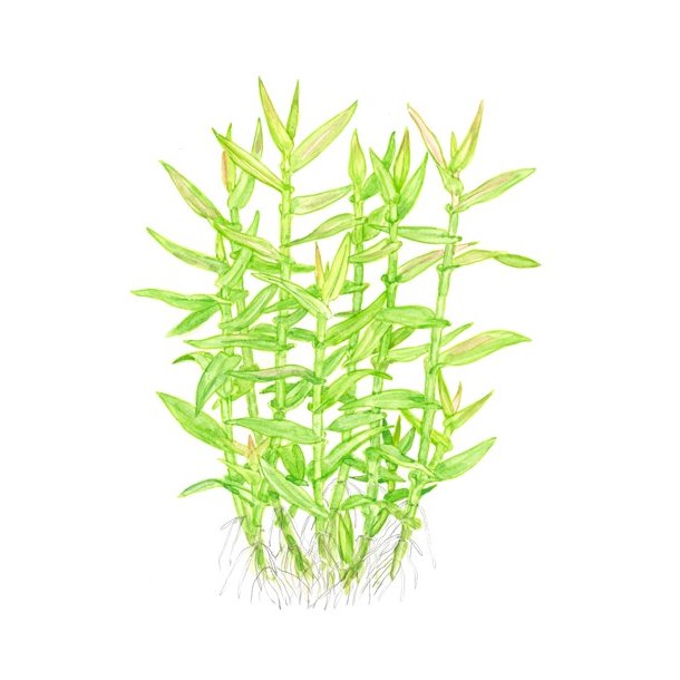 Tropica Murdannia keisak