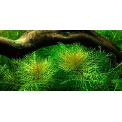 Tropica Myriophyllum mattogrossense