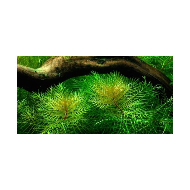 Tropica Myriophyllum mattogrossense