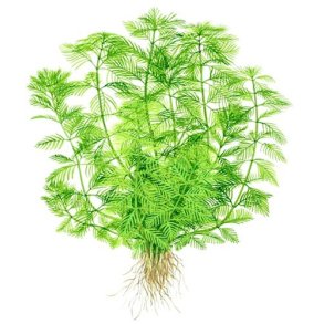 Tropica Myriophyllum mattogrossense