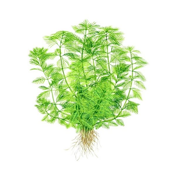 Tropica Myriophyllum mattogrossense