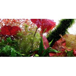 Tropica Nymphaea lotus