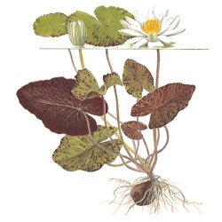 Tropica Nymphaea lotus