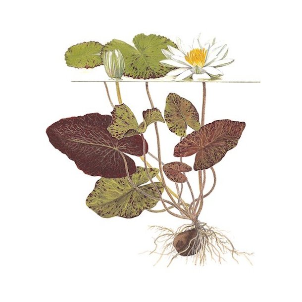 Tropica Nymphaea lotus