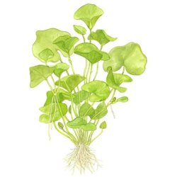 Tropica Nymphoides hydrophylla 'Taiwan'