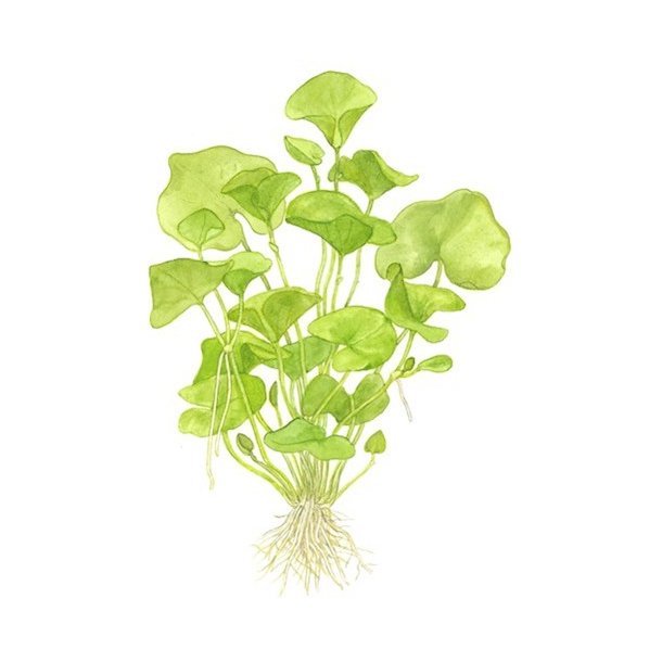 Tropica Nymphoides hydrophylla 'Taiwan'