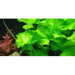 Tropica Nymphoides hydrophylla 'Taiwan'