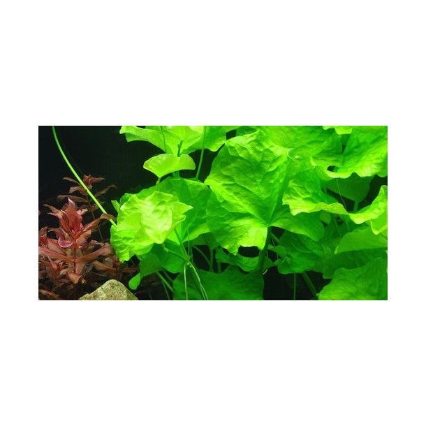 Tropica Nymphoides hydrophylla 'Taiwan'