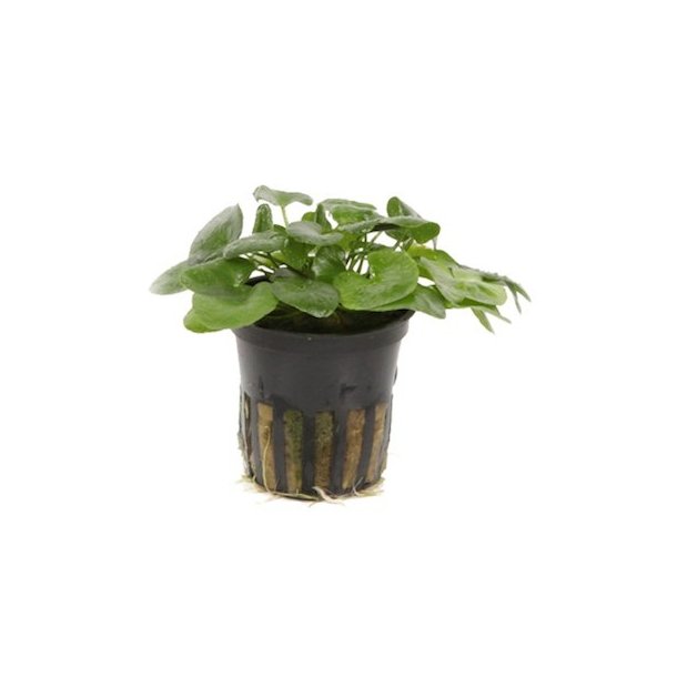 Tropica Nymphoides hydrophylla 'Taiwan'