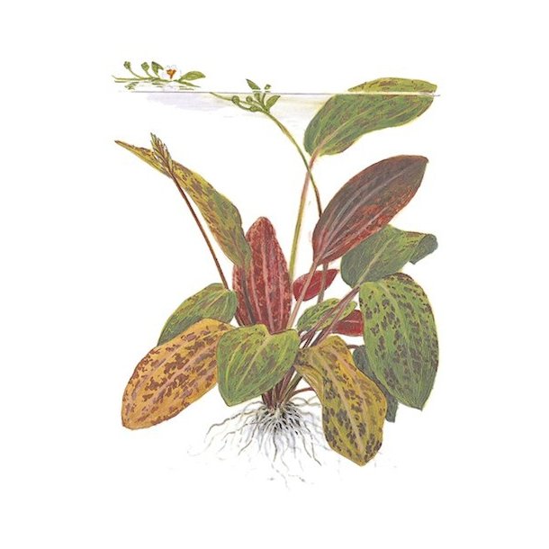Tropica Echinodorus ozelot.