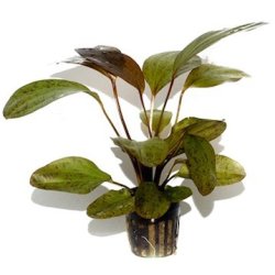 Tropica Echinodorus ozelot.