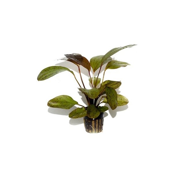 Tropica Echinodorus ozelot.