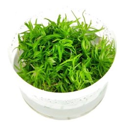 1-2-Grow Tropica Pogostemon deccanensis