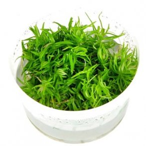 1-2-Grow Tropica Pogostemon deccanensis